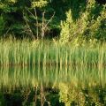 Erich-Franz_rushes-reflection_2015.JPG