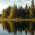 Erich-Franz_trees-reflection-2015-2.JPG