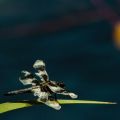 Doug-Elliott_Libellula-dragon-fly_2014-1.jpg